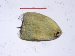 Calliergonella cuspidata