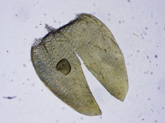 Calliergonella cuspidata