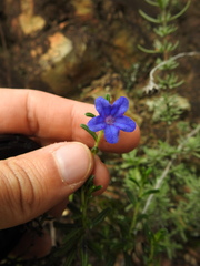 Glandora prostrata prostrata