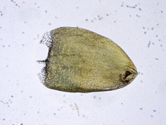 Calliergonella cuspidata