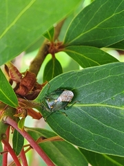 Ditomotarsus