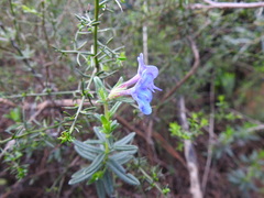 Glandora prostrata prostrata
