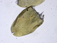 Calliergonella cuspidata