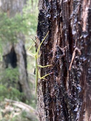 Didymuria violescens