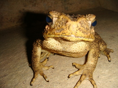 Phrynoidis asper
