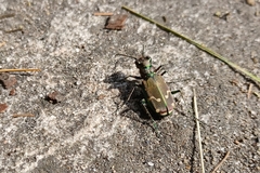 Cicindela limbalis