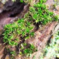 Orthotrichum diaphanum