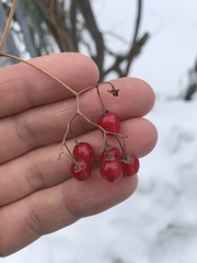 Solanum dulcamara