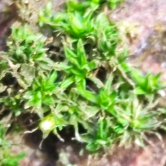 Orthotrichum diaphanum