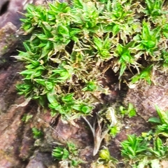 Orthotrichum diaphanum