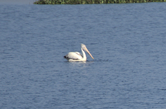 Pelecanus philippensis