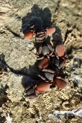 Palpimanus gibbulus