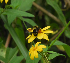 Bombus medius