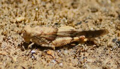 Sphingonotus scabriculus