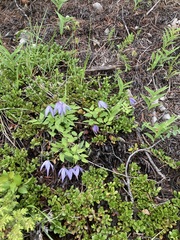 Clematis occidentalis grosseserrata