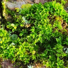 Syntrichia papillosa