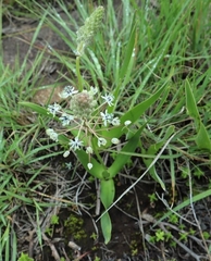 Schizocarphus nervosus