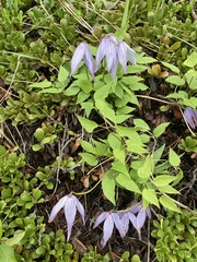 Clematis occidentalis grosseserrata