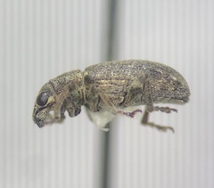 Sitona cylindricollis