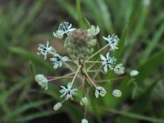 Schizocarphus nervosus