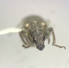 Sitona cylindricollis