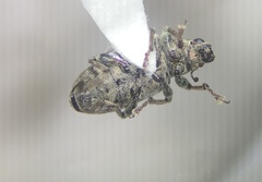 Sitona cylindricollis