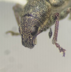 Sitona cylindricollis