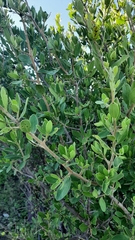 Diospyros lycioides