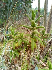 Calceolaria crenata