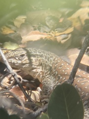 Callopistes maculatus