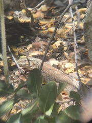 Callopistes maculatus