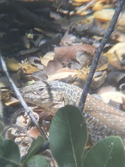 Callopistes maculatus