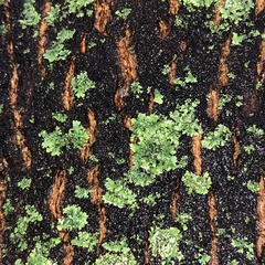 Phaeophyscia