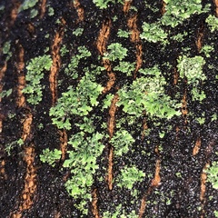Phaeophyscia