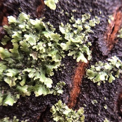 Phaeophyscia