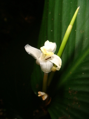 Marantaceae