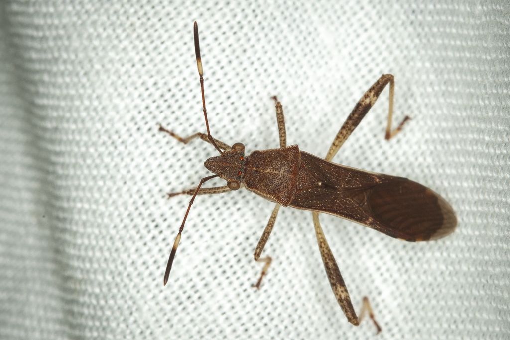 Burtinus Notatipennis From Pima County, Az, Usa On August 14, 2022 At 