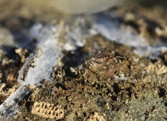 Scytodes velutina