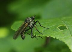 Empis