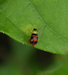 Gynandrobrotica