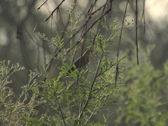 Phylloscopus