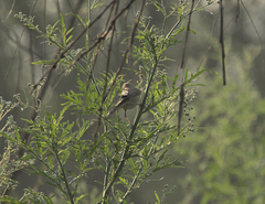 Phylloscopus