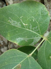 Phodoryctis caerulea