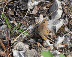 Lasiommata petropolitana