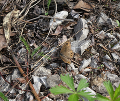 Lasiommata petropolitana