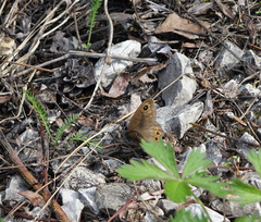 Lasiommata petropolitana