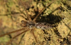 Holocnemus hispanicus