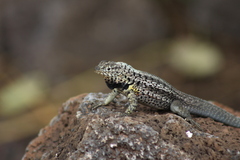 Microlophus indefatigabilis