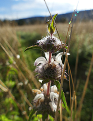 Monarda pectinata