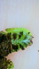 Targionia hypophylla image